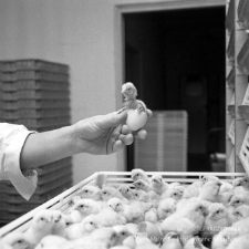 Zakłady Drobiarskie Prochowice i Złotoryja