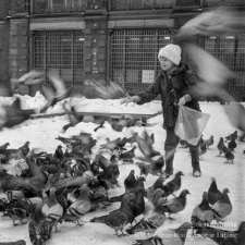 Legnica : pod katedrą