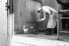 Zakłady Drobiarskie Prochowice i Złotoryja