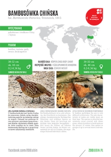 Bambusówka chińska