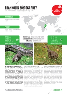 Frankolin żółtogardły