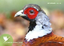 Bażant kasztanowaty