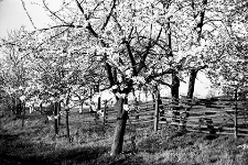 Sad na ulicy Bieruta