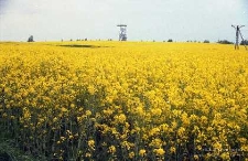 Zakłady Górnicze „Rudna”