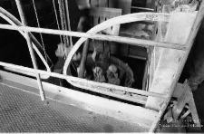 Zakłady G&oacute;rnicze &bdquo;Lubin&rdquo; : drążenie szybu