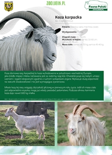 Koza karpacka