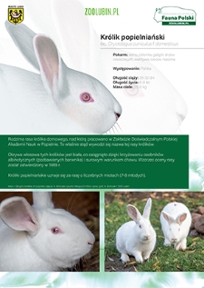 Królik popielniański