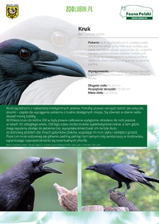 Kruk