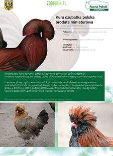 Kura czubatka polska brodata miniaturowa