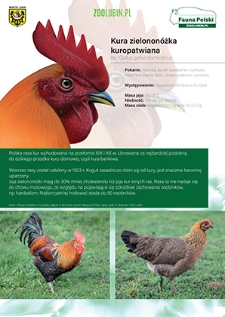 Kura zielononóżka kuropatwiana