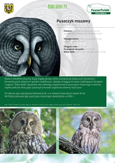 Puszczyk mszarny