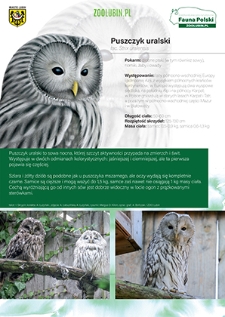 Puszczyk uralski