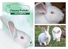 Królik popielniański