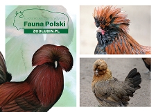 Kura czubatka polska brodata miniaturowa