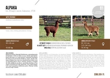 Alpaka