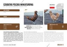 Czubatka polska miniaturowa