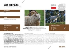 Koza karpacka