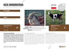 Koza sandomierska