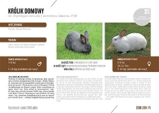 Królik domowy