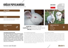 Królik popielniański