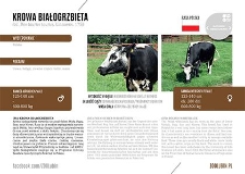 Krowa białogrzbieta