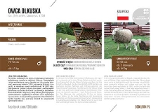 Owca olkuska