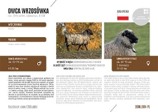 Owca wrzosówka