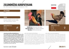 Zielononóżka kuropatwiana