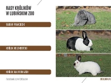 Rasy królików w lubińskim zoo