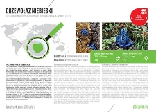 Drzewołaz niebieski