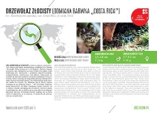 Drzewołaz złocisty