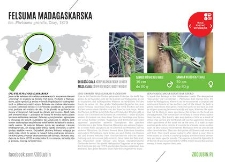 Felsuma madagaskarska
