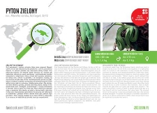 Pyton zielony
