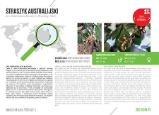 Straszyk australijski